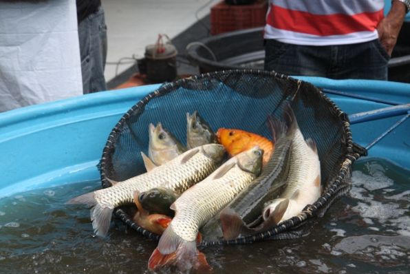Fazenda Rio Grande promove a 17ª Feira do Peixe Vivo